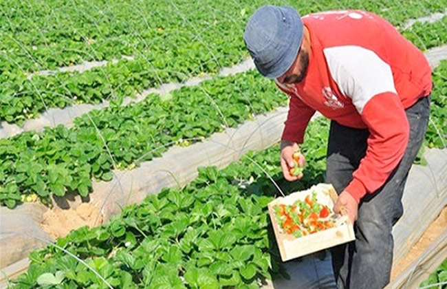 تجارب ميدانية